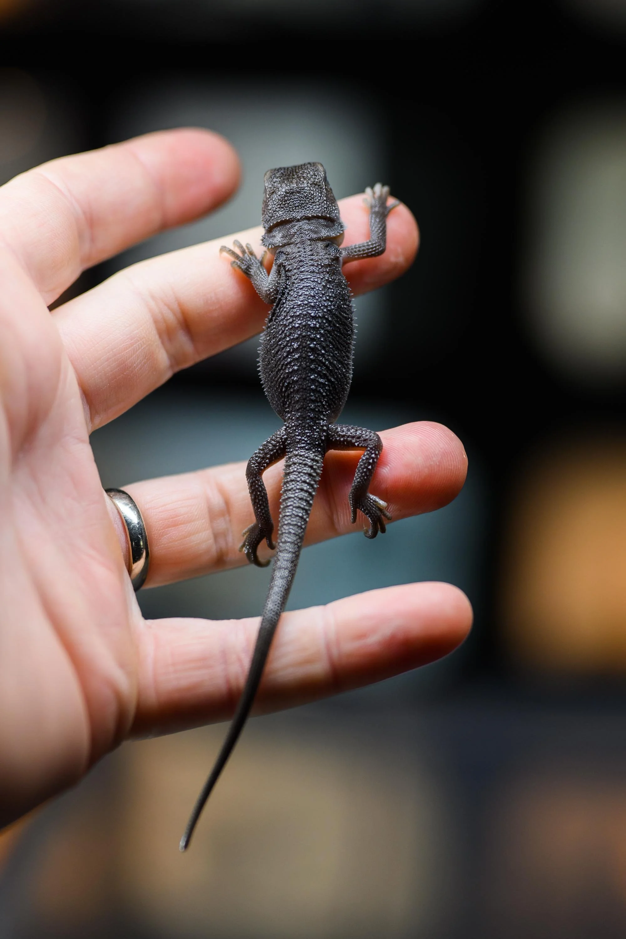 The Black Bearded Dragon — BIBLICAL DRAGONS